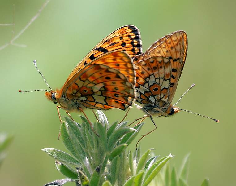 Pearl-bordered fritillaries_michael bamford_annual competition.jpg - Annual exhibition